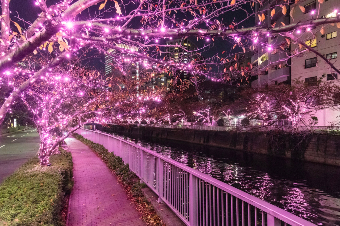 目黒川みんなのイルミネーション2025