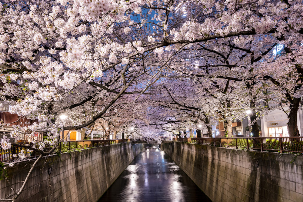 目黒川