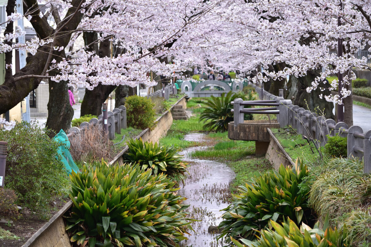 呑川緑道